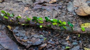 Hojas verdes dañadas por hormigas de corte de hojas