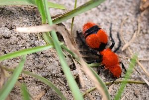 Cerca de la hormiga de terciopelo rojo en el suelo