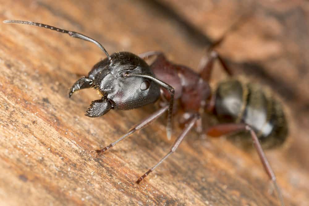 Cerca de la imagen de la hormiga del carpintero