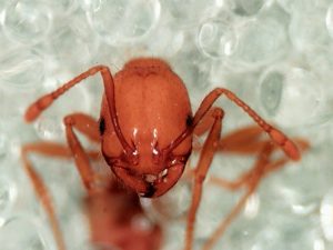 Los 5 Mejores Asesinos Caseros de Hormigas de Fuego (que Funcionan de Inmediato)
