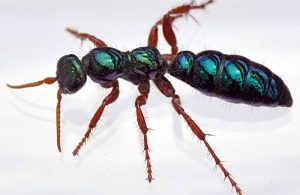 Primer plano de hormiga azul en el fondo blanco