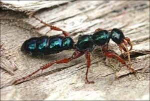 Hormiga azul en el árbol