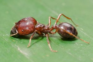 Hormiga de cabeza grande descansando en una hoja verde