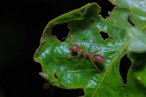Daño de hormiga de corte de hoja en la planta