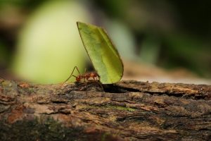 Hormiga de corte de hojas que transporta la hoja verde
