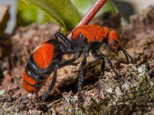 Cerca de la imagen de la hormiga de terciopelo rojo