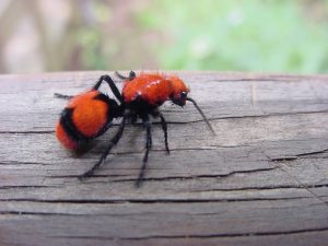 Hormiga de terciopelo rojo en la madera