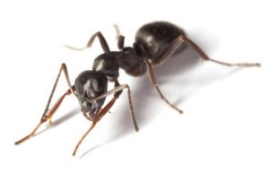 Hormiga de Jardín Negra: Información General y Control Profesional