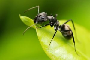 Una hormiga de jardín negra en la hoja