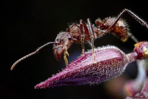 Una hormiga de bala descansando en una planta