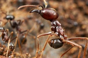 Una gran hormiga del ejército y una pequeña hormiga del ejército