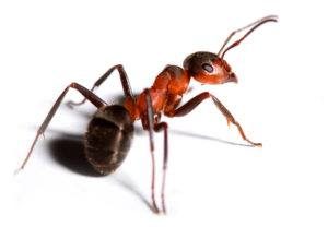 Hormiga roja en el fondo blanco