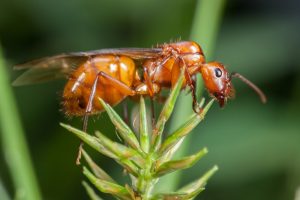 Una hormiga tumbada en las hojas verdes