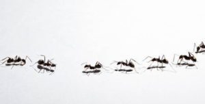 Grupo de hormigas en el fondo gris