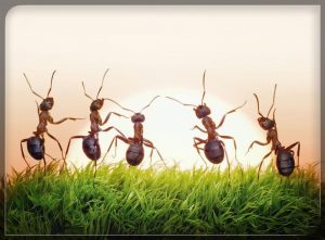 10 Tipos Comunes de Hormigas en el Mundo