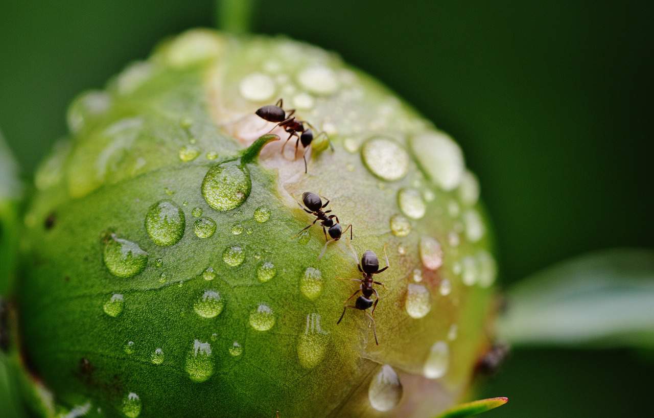 Cómo Deshacerse de las Hormigas – 11 Remedios Caseros para Usted
