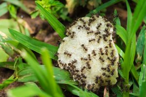 Grupo de hormigas están comiendo fruta