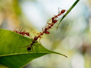 Hormigas en la hoja verde