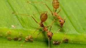 Grupo de hormigas en la hoja verde