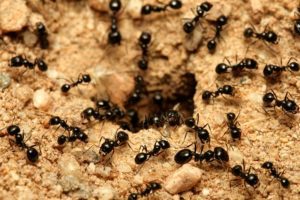 Grupo de hormigas de jardín negras cerca del nido