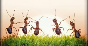 Grupo de hormigas están viendo amanecer