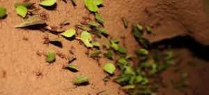 Grupo de hormigas cortadoras de hojas en el bosque