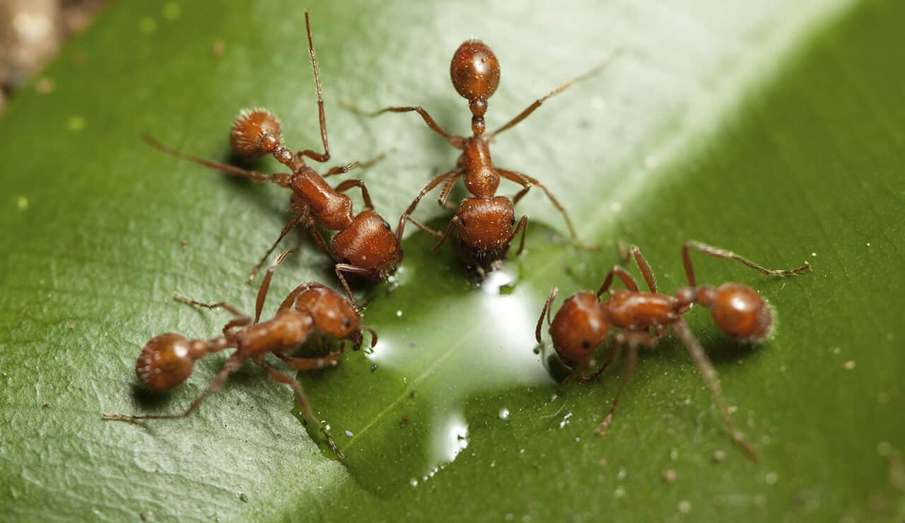 Un grupo de hormigas son agua potable de la hoja verde