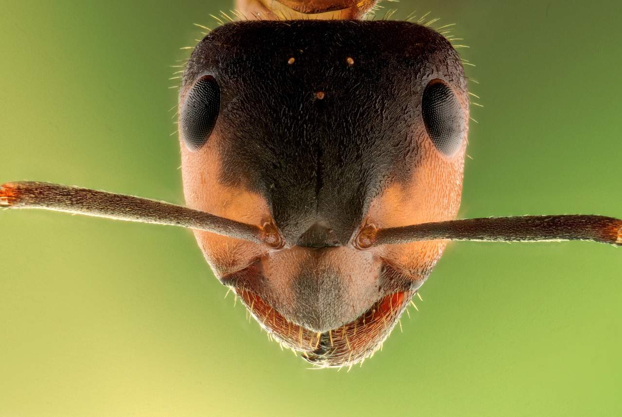 ¿Cómo Deshacerse de las Hormigas Fantasma Naturalmente?