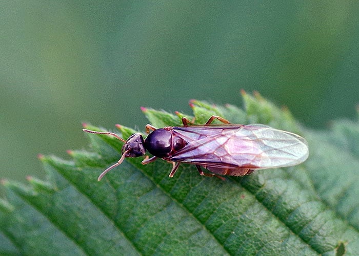 ¿Cómo Deshacerse de las Hormigas Voladoras Naturalmente?