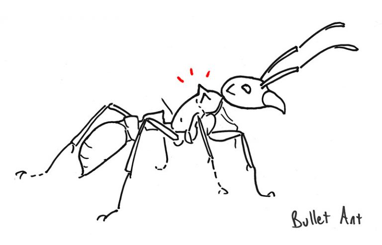 Mordedura de hormigas