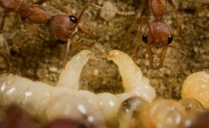 Hormigas Bulldog con engendros en su nido