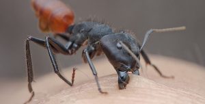 Hormigas Carpinteras: Mordeduras Dolorosas y Cómo Deshacerse de ellas en Casa
