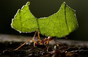 Hormiga cortador de hojas robar la hoja verde