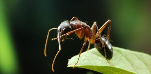 Hormiga cortadora de hojas en la planta verde