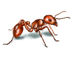 Gran cosechadora hormiga en el fondo blanco