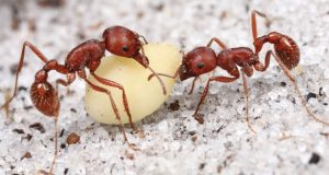 Dos hormigas cosechadoras comiendo un huevo