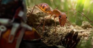 Gran primer plano de la hormiga loca amarilla