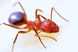 Hormiga roja en el fondo blanco