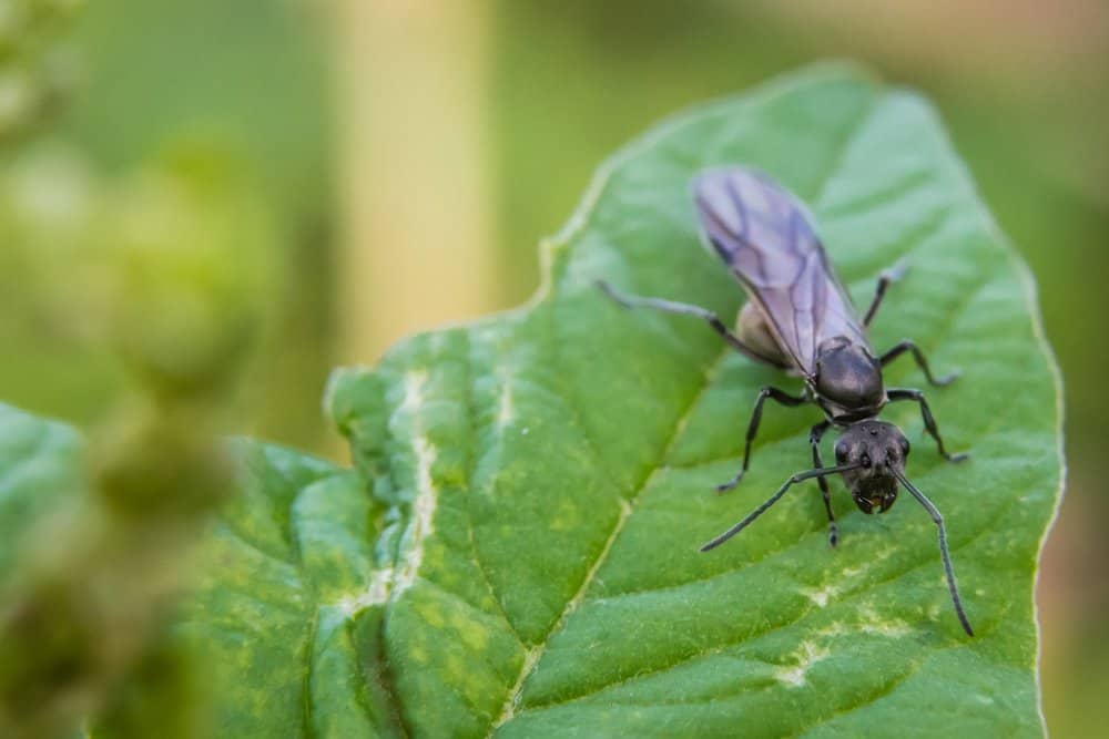 Hormigas Voladoras Vs Termitas – 10 Factores para Distinguirlos