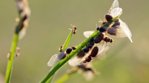 10 Consejos para Deshacerse de las Hormigas Voladoras en tu Casa