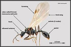 Información básica sobre la hormiga voladora