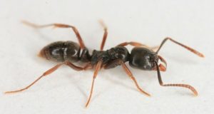 Grande asiático aguja hormiga en el blanco piso