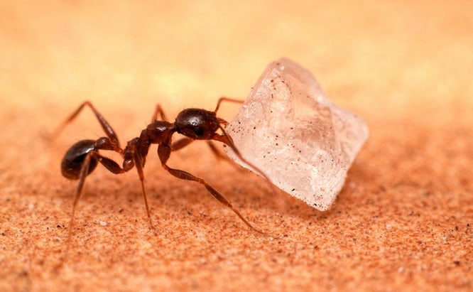 Cómo Deshacerse de las Hormigas Azucareras en su Hogar