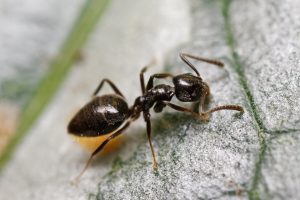 ¿Cómo Deshacerse de las Hormigas Caseras Olorosas (Efectivamente)?
