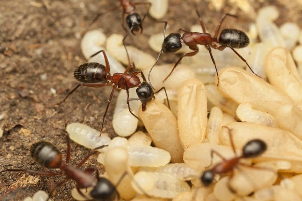 Hormigas carpinteras en arroz