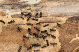 Hormigas carpintero en el suelo de madera