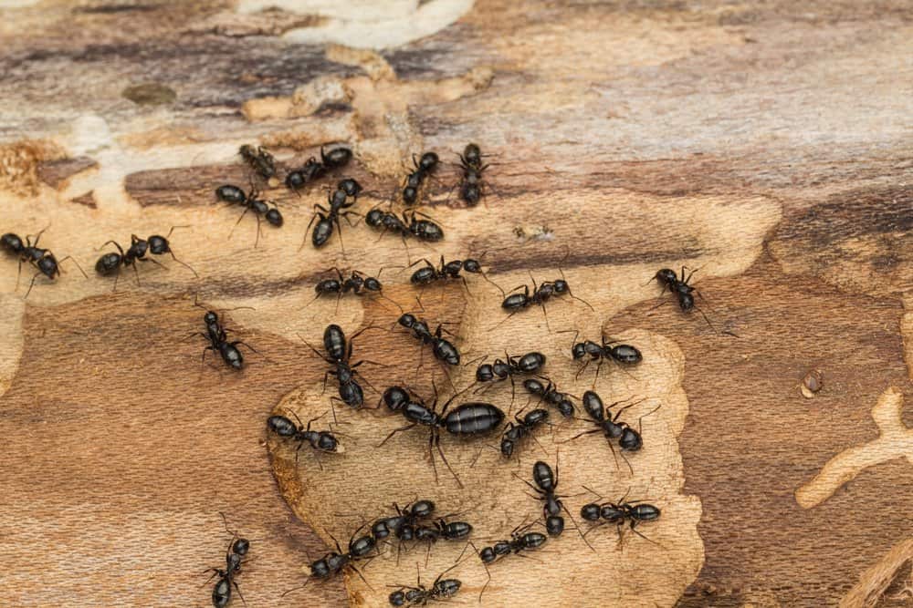 11 Diferencias entre Hormigas de Carpintero VS Termitas
