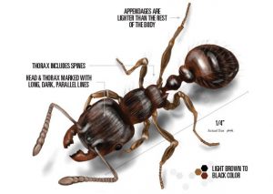 Información de la hormiga de pavimento