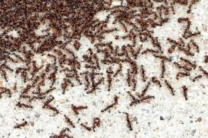 Grupo de hormigas de pavimento en tierra