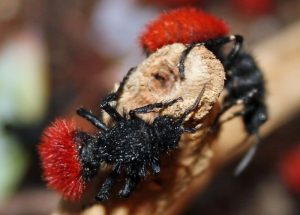 Dos hormigas terciopelo rojas están descansando